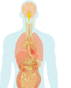 Truvaga Learn The Science Behind Truvaga Vagus Nerve Therapy